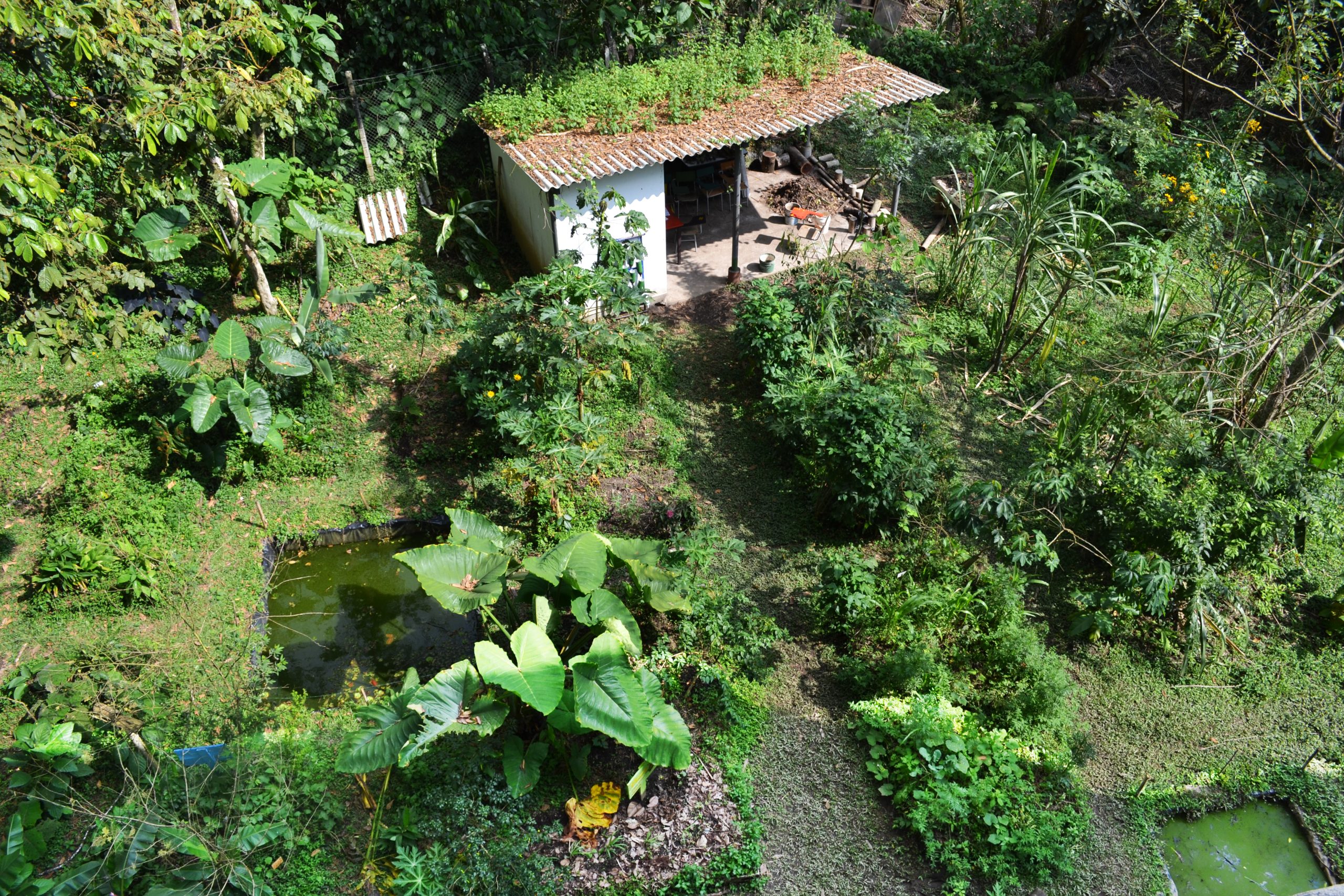 Como parte de su estrategia de sostenibilidad, la Universidad Tecnológica de Pereira retoma dos de sus iniciativas ambientales: los ‘Martes de Paca Digestora’ y los ‘Viernes de Huerta Agroecológica’. Estas actividades, lideradas por el Centro de Gestión Ambiental, buscan fomentar la participación de la comunidad universitaria en prácticas ecológicas responsables, promoviendo la reducción de residuos y el fortalecimiento de la agroecología en el campus.