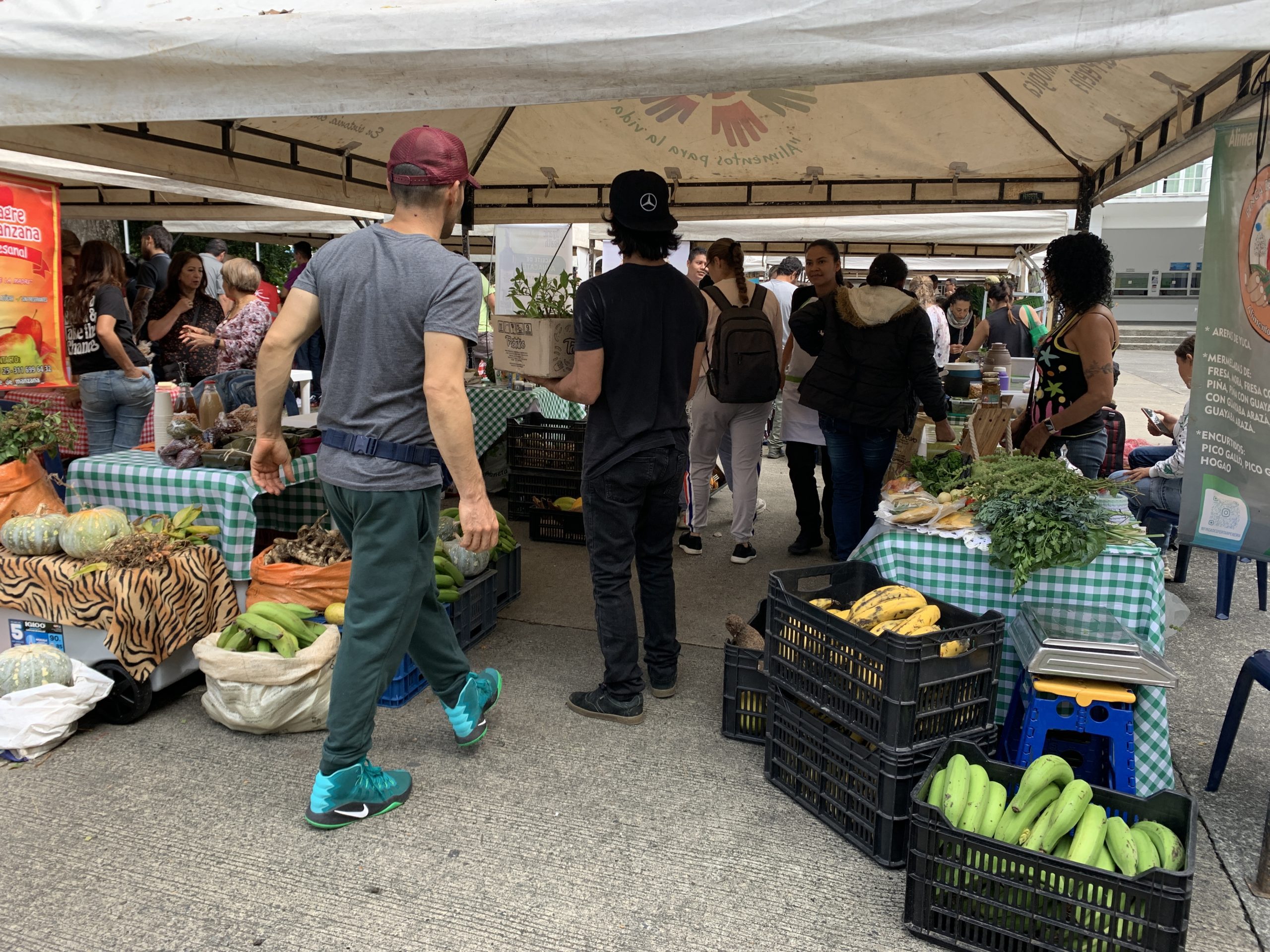 Girleyda Patricia Largo Romero, de 29 años, es una joven que ha asumido un reto excepcional: mantener viva la tradición agroecológica de su familia y llevar productos cultivados sin químicos al Mercado Agroecológico de la Universidad Tecnológica de Pereira, un espacio mensual organizado por el Centro de Gestión Ambiental de la UTP. Originaria de Belén de Umbría, Risaralda, y con raíces en Quinchía, Girleyda representa una nueva generación de campesinos comprometidos con la preservación del campo y la biodiversidad. 