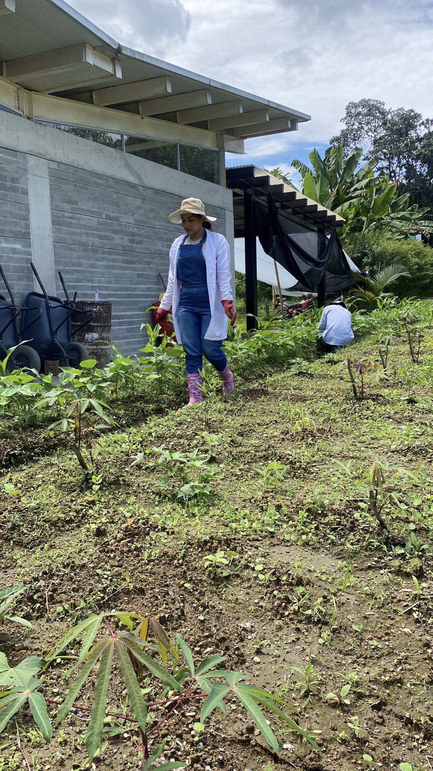 La Universidad Tecnológica de Pereira abre sus puertas a quienes sueñan con transformar el campo colombiano. A través de su programa de Tecnología en Producción Agrícola, forma profesionales capaces de enfrentar los desafíos de la seguridad alimentaria, la sostenibilidad y el manejo eficiente de cultivos. 