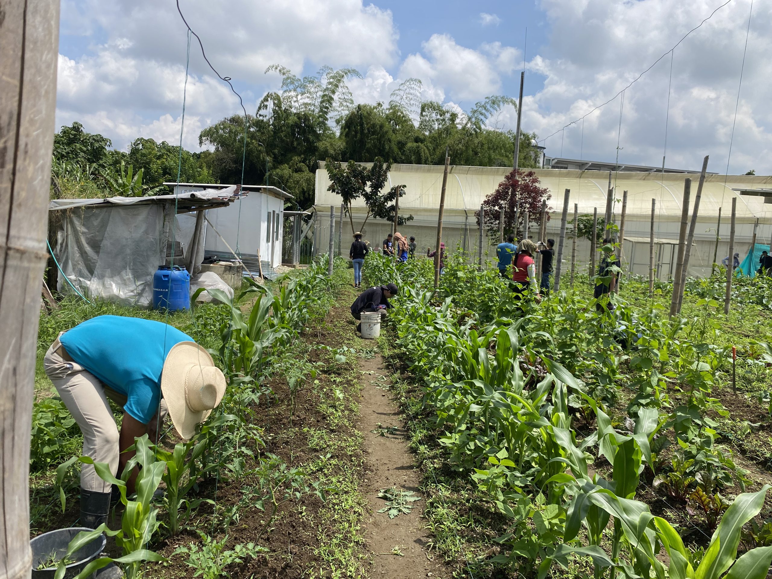 La Universidad Tecnológica de Pereira, a través de su Facultad de Ciencias Agrarias y Agroindustria, anunció la ampliación extemporánea del periodo de inscripciones y matrículas en tres de sus programas académicos en la sede de Pereira: