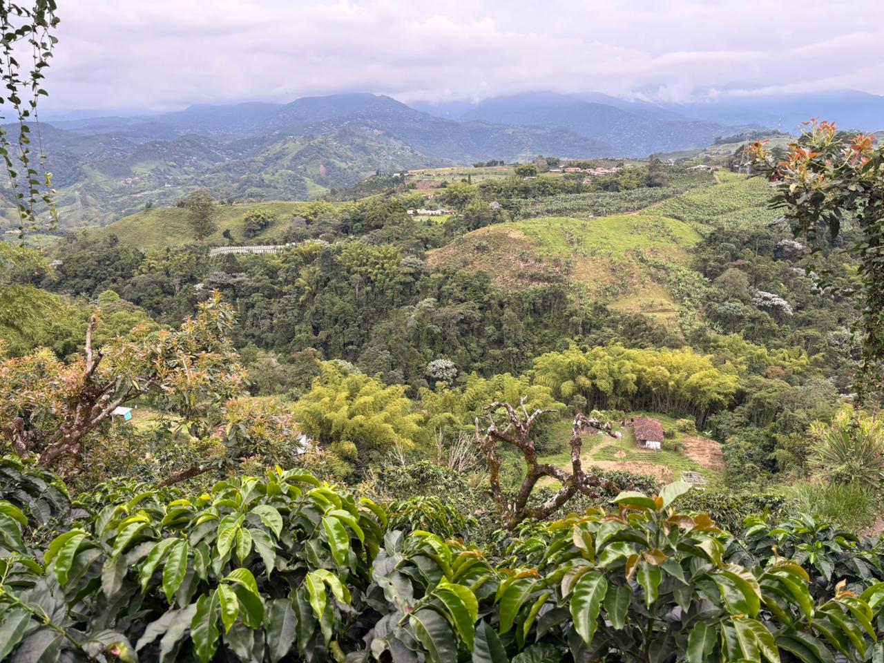 El sector de los agronegocios enfrenta constantes desafíos debido a factores como el cambio climático y la volatilidad económica global. Para responder a esta realidad, la Universidad Tecnológica de Pereira ha desarrollado el Diplomado en Ciencia de Datos para Agronegocios, una propuesta académica que busca capacitar a profesionales en el uso de herramientas tecnológicas avanzadas para optimizar la toma de decisiones en la producción, transformación y comercialización agrícola.