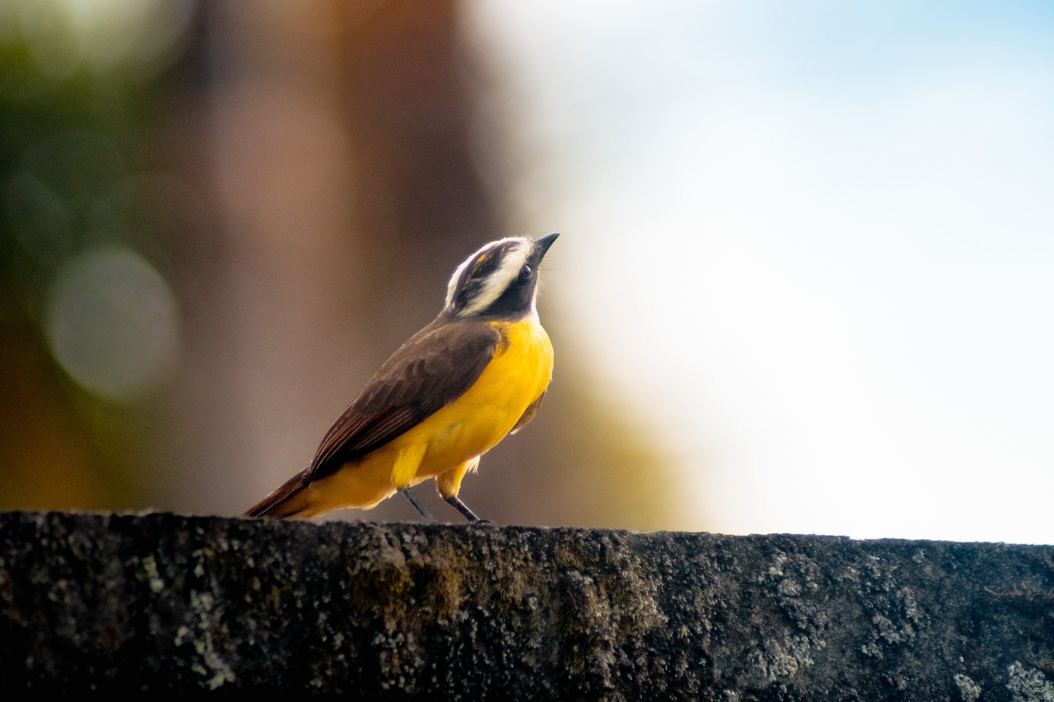 La Universidad Tecnológica de Pereira y el Centro de Ciencia en Biodiversidad de Risaralda (CIBI) invitan a la comunidad a participar en la Feria de la Biodiversidad, un evento gratuito y abierto al público, el próximo 15 de noviembre en el parqueadero central de la UTP, de 9:00 a.m. a 1:00 p.m.