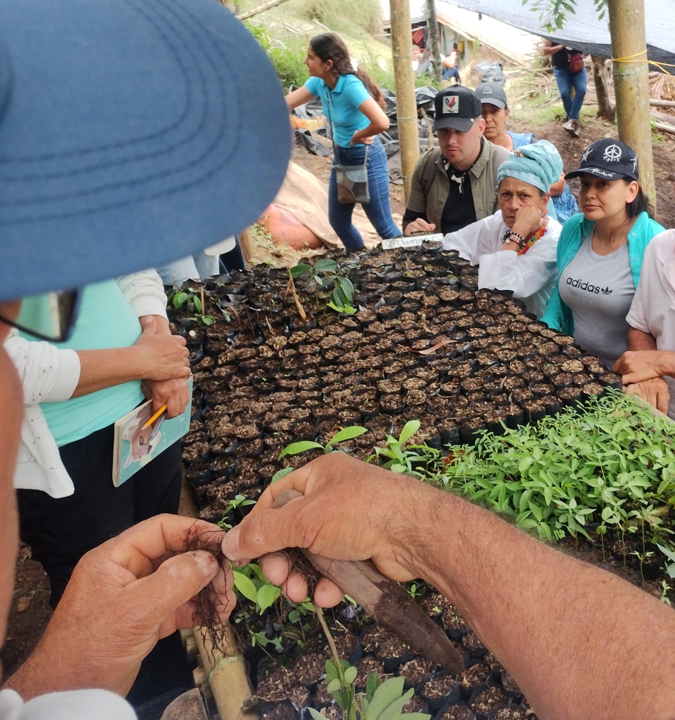 El pasado 20 de septiembre se llevó a cabo en Mistrató, Risaralda, el II Encuentro "Tángaras Multicolor: Incubando ideas de transformación", un evento que reunió a mujeres líderes de los sectores de Mistrató con el colectivo Mujeres medicina y de Santuario con el colectivo Tangaras Peralonso, quienes compartieron sus aprendizajes en el trabajo comunitario alrededor de las huertas agroecológicas y viveros forestales para la restauración ecológica.