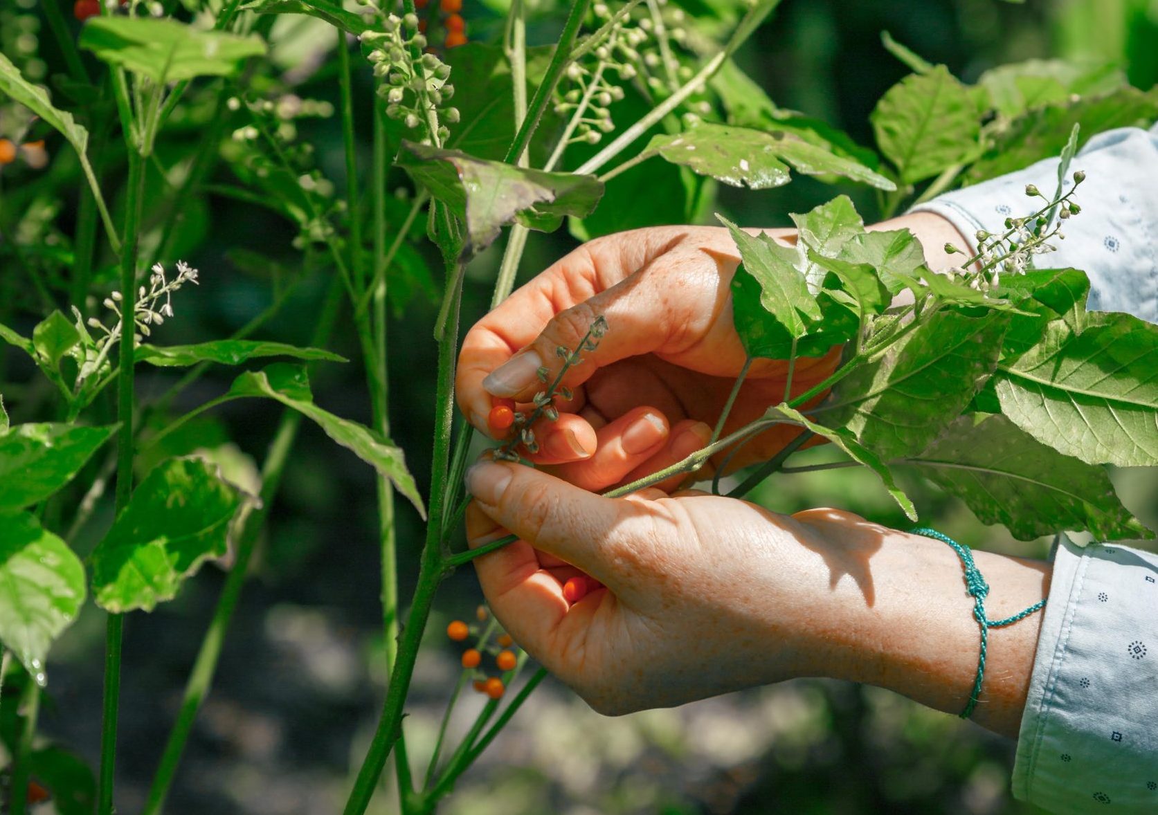 Taller de conservación de semillas criollas y nativas en la Huerta Agroecológica UTP
