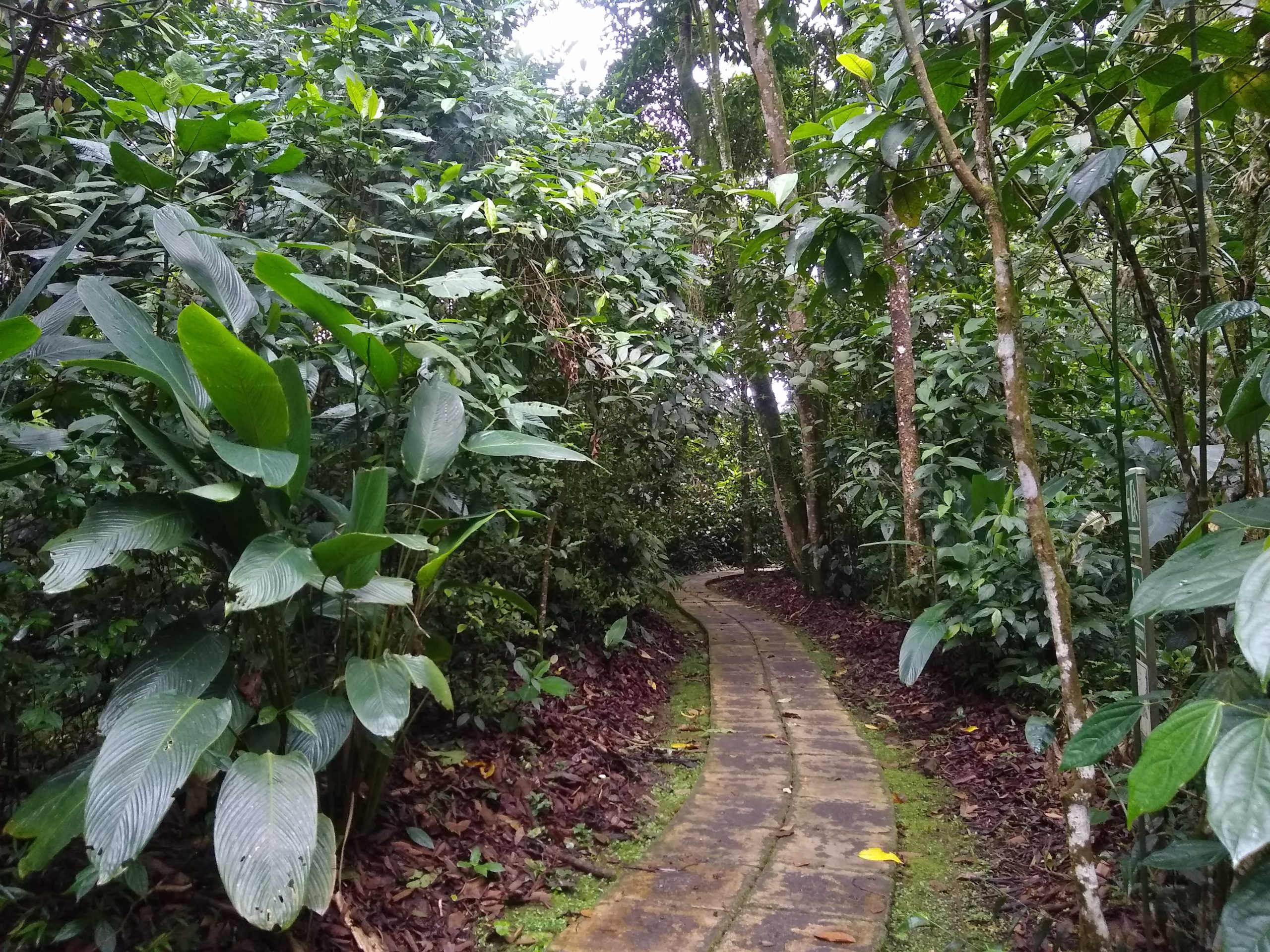 La Universidad Tecnológica de Pereira invita a su comunidad estudiantil a participar en la convocatoria para formar parte del equipo de Intérpretes Ambientales del Jardín Botánico UTP, una oportunidad para contribuir activamente a la educación ambiental y la conservación de la biodiversidad.