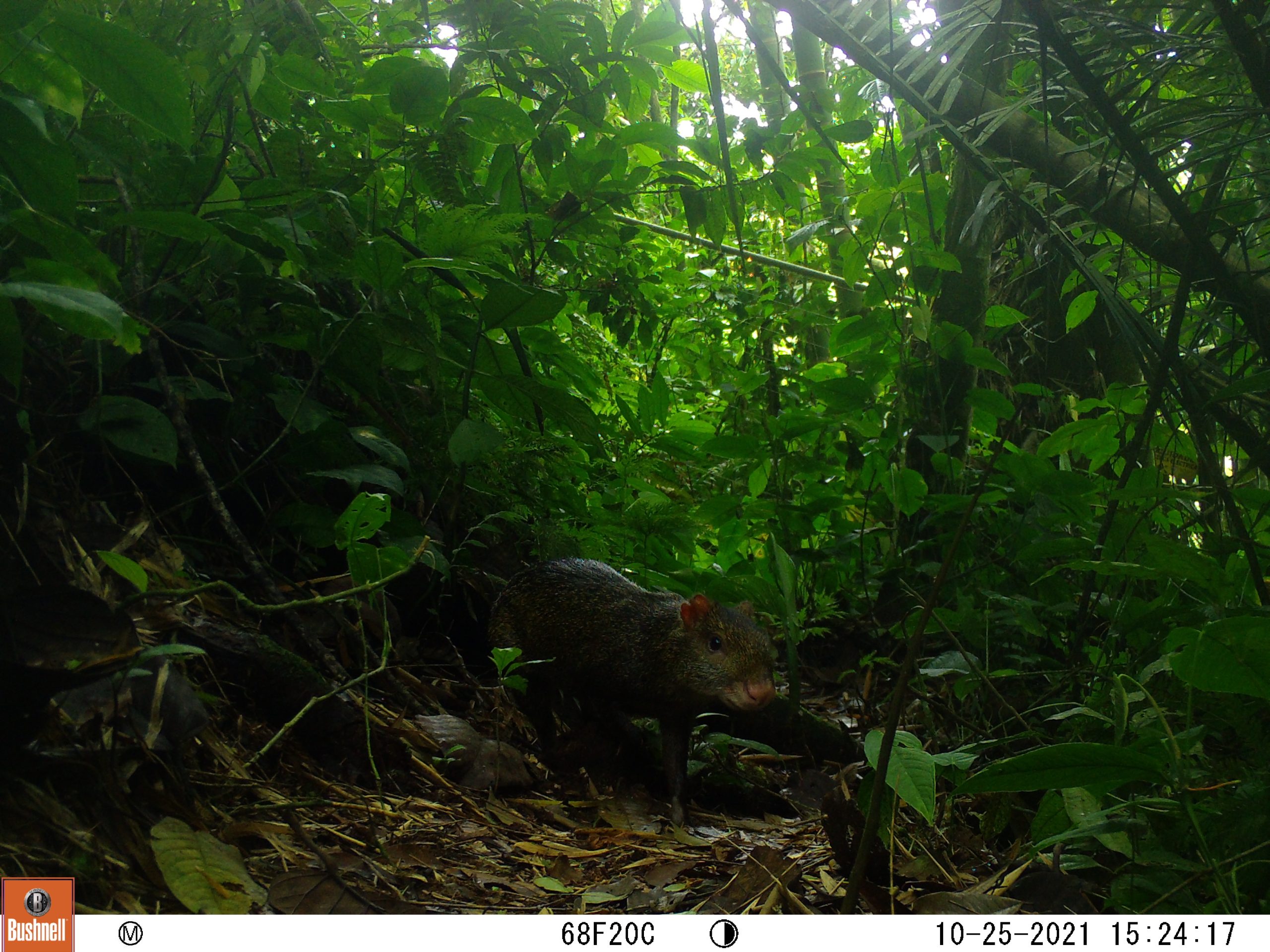 Ubicado en el corazón de la Universidad Tecnológica de Pereira, el Jardín Botánico se consolida como un escenario fundamental para la conservación de la biodiversidad y el fortalecimiento de la conciencia ambiental. Su labor trasciende la preservación del entorno natural del campus, al convertirse también en un aula viva para el aprendizaje y la acción comunitaria.
