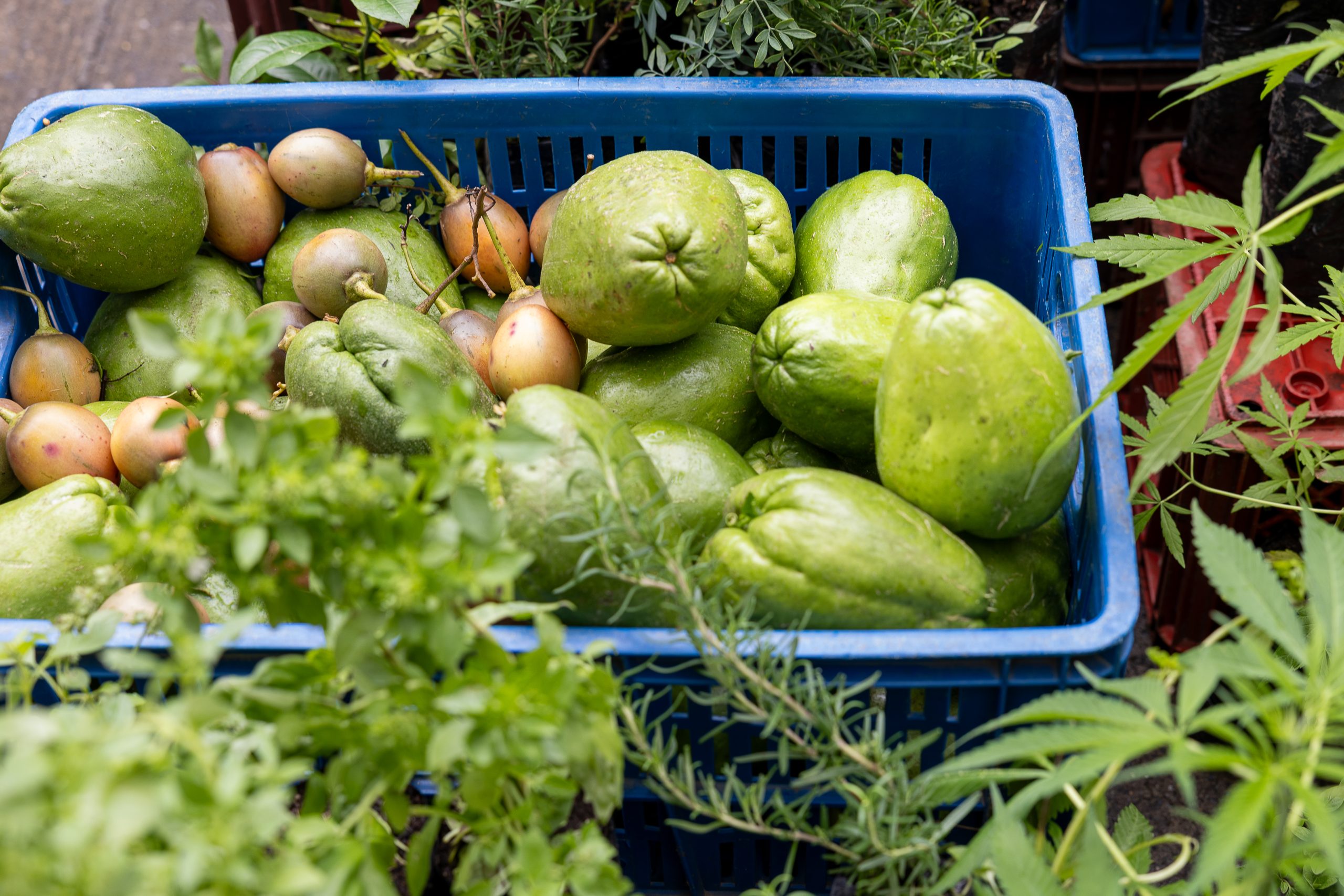 En cada edición organizada por el Centro de Gestión Ambiental (CGA) de la Universidad Tecnológica de Pereira (UTP), el Mercado Agroecológico se consolida como un espacio de encuentro entre productores locales, estudiantes, docentes y ciudadanía en general, donde se intercambian productos, saberes y conciencia sobre el consumo responsable y sustentable.
