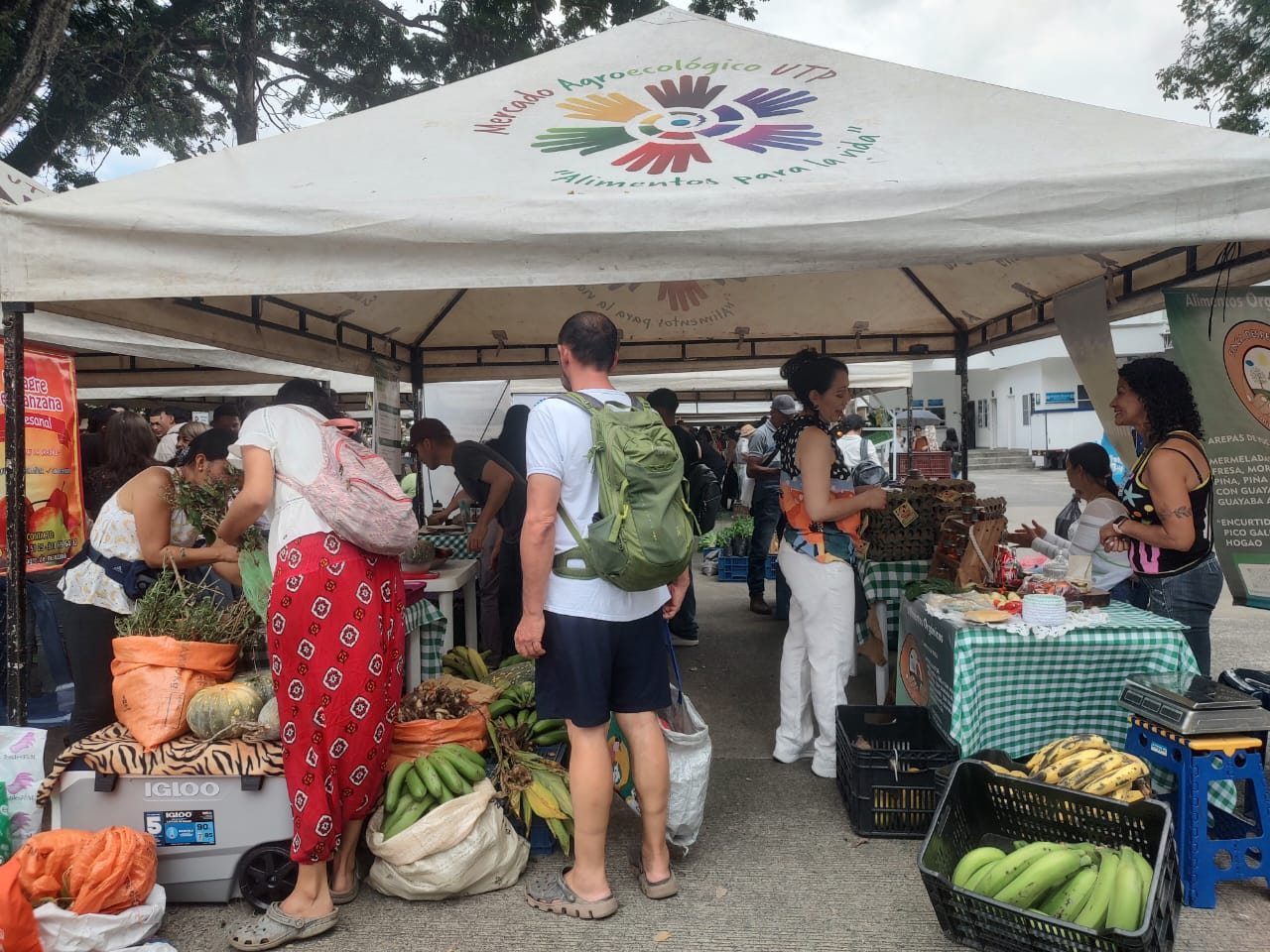 Hoy se abre oficialmente la Canasta Virtual del Mercado Agroecológico de la Universidad Tecnológica de Pereira , un espacio que no solo promueve el consumo de alimentos saludables y ecológicos, sino que también apoya el esfuerzo y la dedicación de productores locales como Diana Liseth Tapasco Acevedo. Diana, con su proyecto "El Maná Panela Orgánica", representa una tradición familiar que se remonta a generaciones pasadas en Quinchía, Risaralda, y que hoy forma parte esencial de este mercado. 