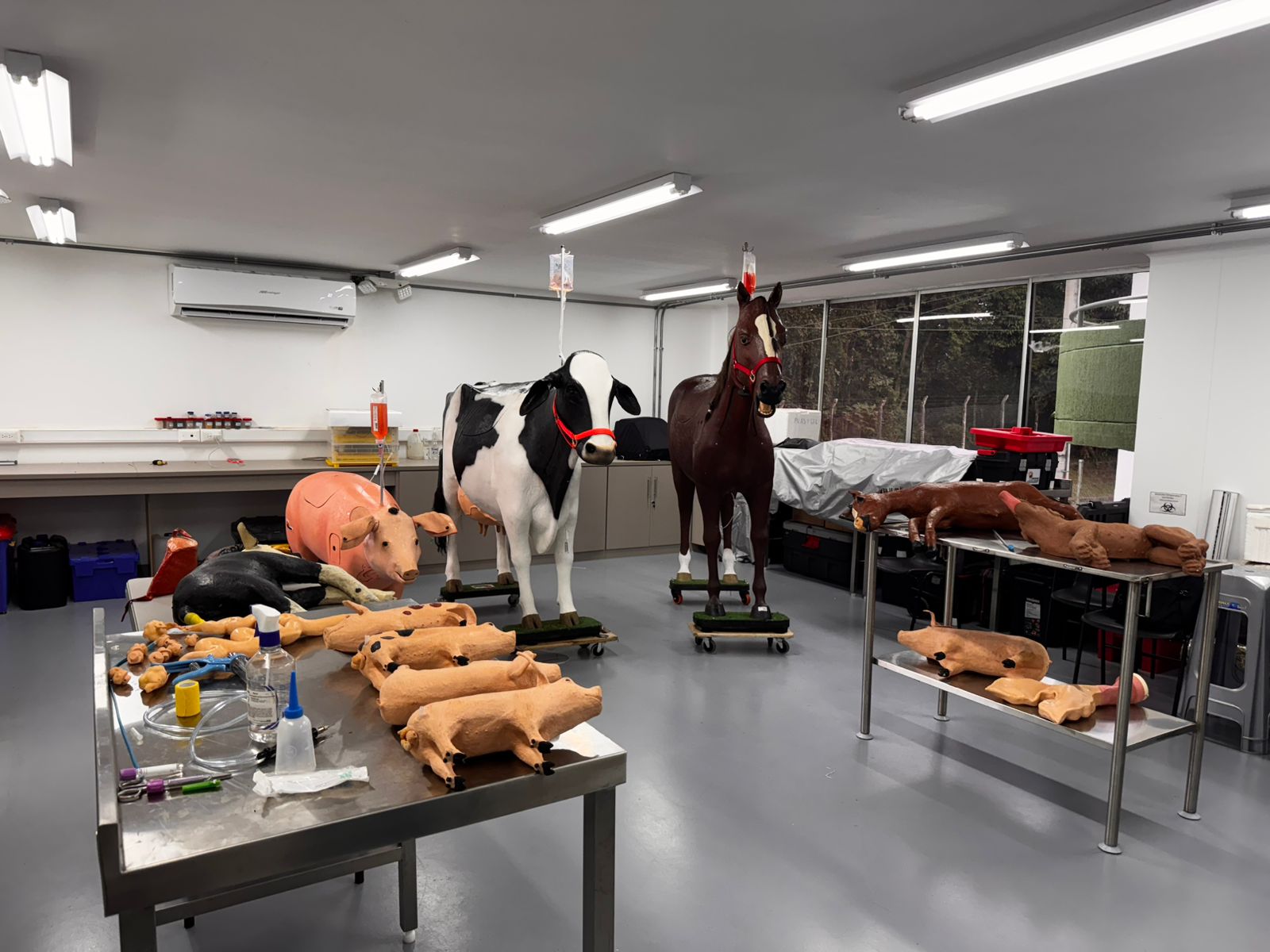 Lida Caballero Méndez, directora del Programa de Medicina Veterinaria en la Universidad Tecnológica de Pereira, destacó el impacto positivo de la convocatoria PARCE (Proyectos de Actualización, Reposición y Compra de Equipos) en el fortalecimiento de la educación y los laboratorios de pregrado de la Facultad. Esta estrategia, alineada con el Plan de Desarrollo Institucional y la política de compras sostenibles, ha permitido dotar a los espacios académicos con equipos de última tecnología que mejoran tanto la docencia como la investigación en el área veterinaria y zootécnica, al tiempo que impulsa prácticas responsables desde el punto de vista ambiental.  