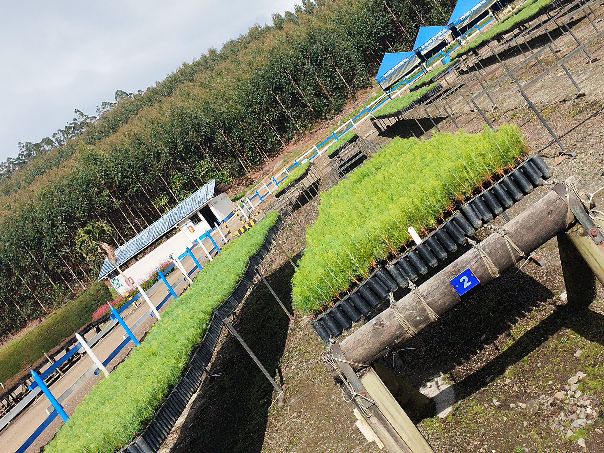 La preservación y el aprovechamiento sostenible de los recursos forestales son claves para el futuro del planeta. En la Universidad Tecnológica de Pereira, el programa de Tecnología en Producción Forestal ofrece una formación integral que combina teoría, práctica y conciencia ambiental para formar expertos capaces de enfrentar los desafíos ecológicos de nuestro tiempo.