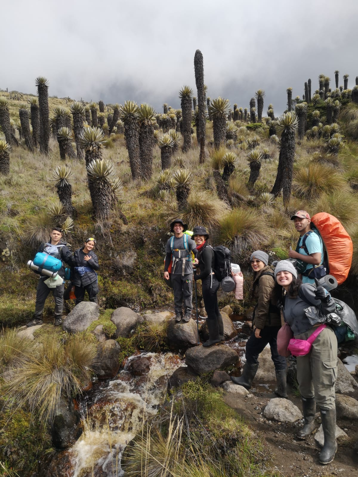 Como parte de la asignatura de Biología Vegetal, dirigida por los docentes Miguel Alfredo Ruiz, Yesid Tarache y Juan Diego Marín, estudiantes de la Universidad Tecnológica de Pereira (UTP) realizaron una salida académica al Parque Nacional Natural de los Nevados, con el objetivo de estudiar la variación de ecosistemas, los usos del suelo, la diversidad vegetal y las formaciones geológicas de uno de los entornos naturales más representativos del Eje Cafetero.